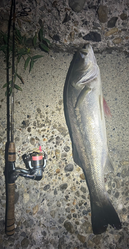 シーバスの釣果