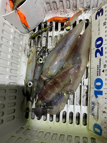 ケンサキイカの釣果