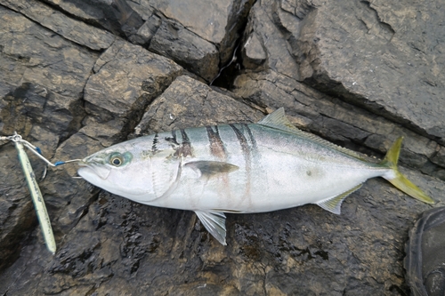 イナダの釣果