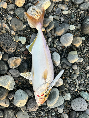 ショゴの釣果