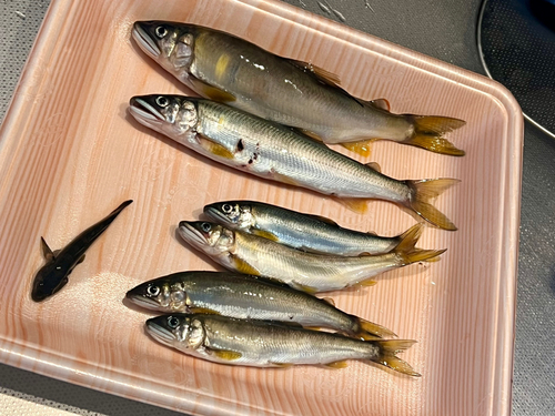 アユの釣果