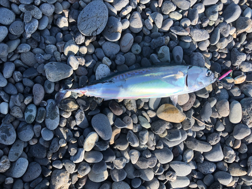 マルソウダの釣果