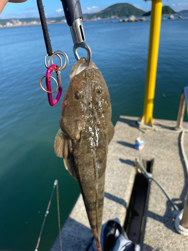 マゴチの釣果