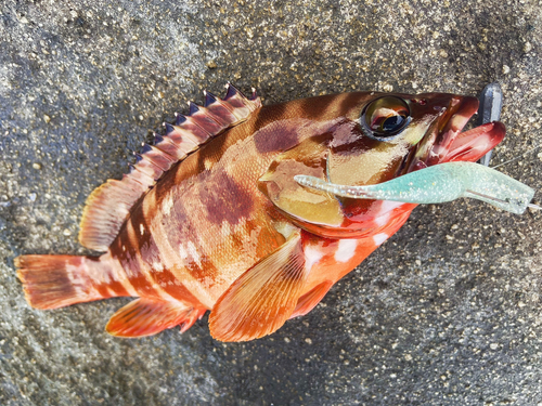 アカハタの釣果