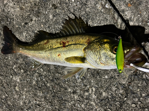 シーバスの釣果