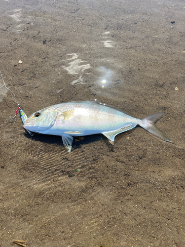 ネリゴの釣果