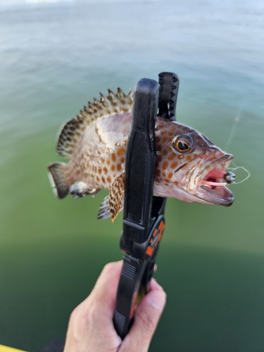 オオモンハタの釣果