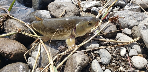 ウグイの釣果