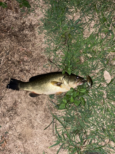 ラージマウスバスの釣果