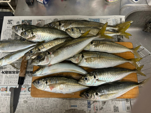 アジの釣果