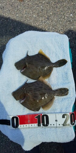 カワハギの釣果