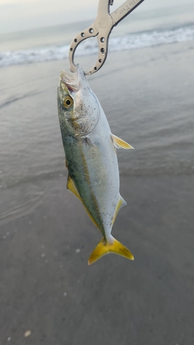 ワカシの釣果