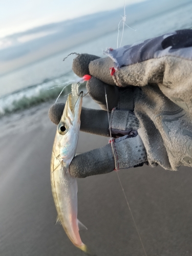 カマスの釣果