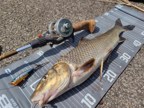 ニゴイの釣果