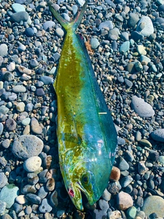 シイラの釣果