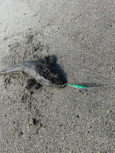 マゴチの釣果