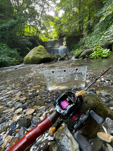 イワナの釣果