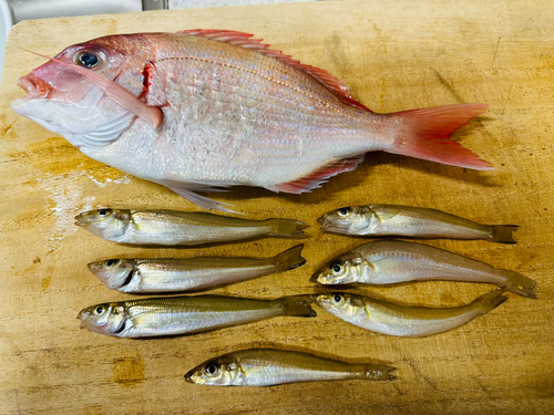 シロギスの釣果