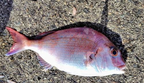 マダイの釣果