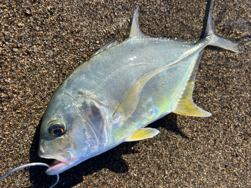 メッキの釣果