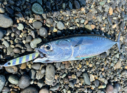 マルソウダの釣果