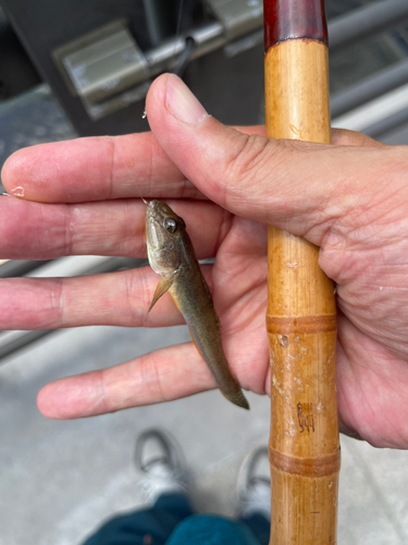 マハゼの釣果