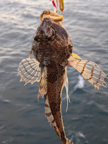 ニジカジカの釣果