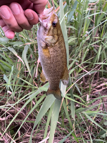 スモールマウスバスの釣果