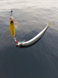 マサバの釣果