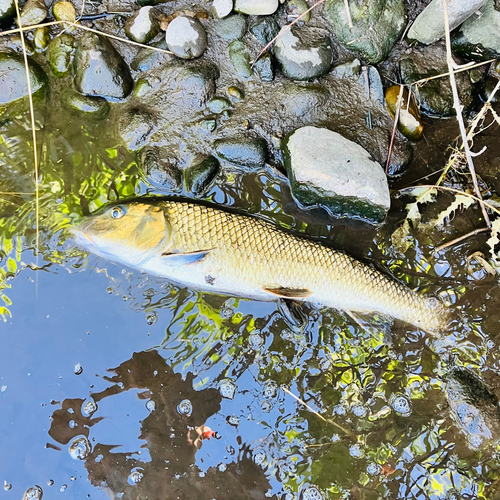 ニゴイの釣果