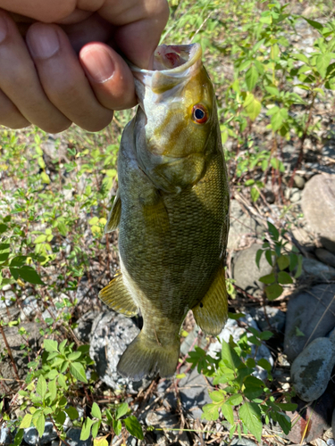 スモールマウスバスの釣果