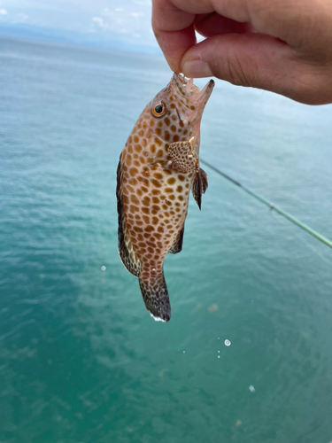 オオモンハタの釣果