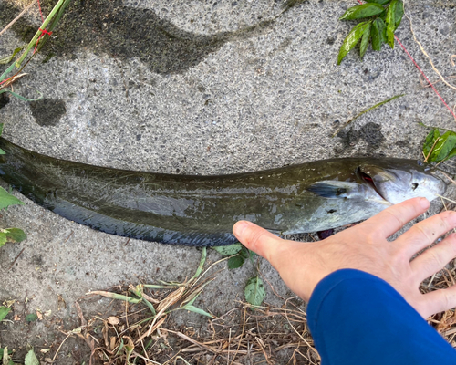 ナマズの釣果