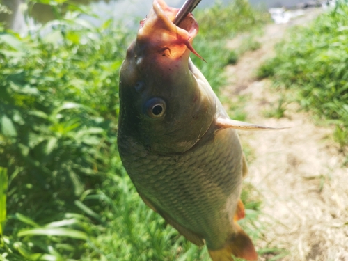 コイの釣果