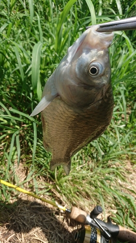 ヘラブナの釣果