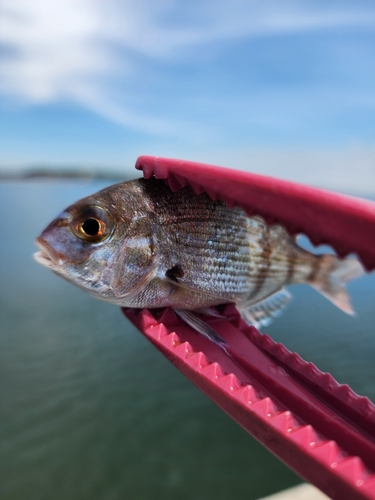 チャリコの釣果