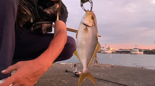 ショゴの釣果