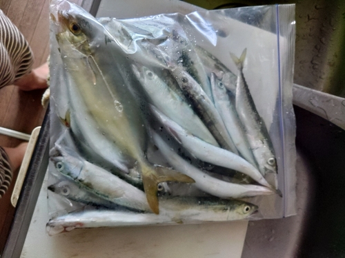 カマスの釣果