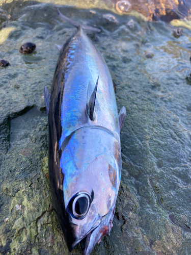 マルソウダの釣果