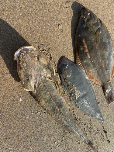 マゴチの釣果