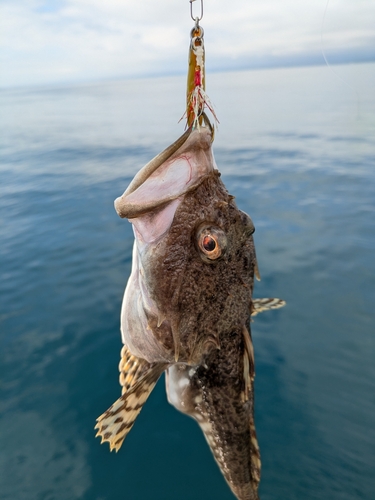 ニジカジカの釣果