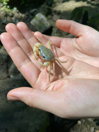 カニの釣果