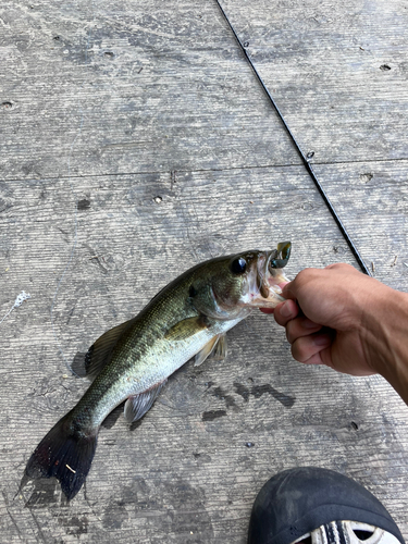 ラージマウスバスの釣果