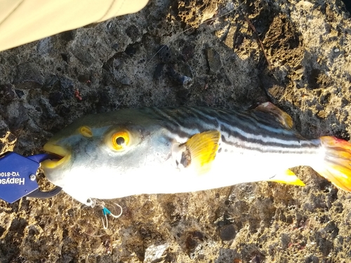 シマフグの釣果