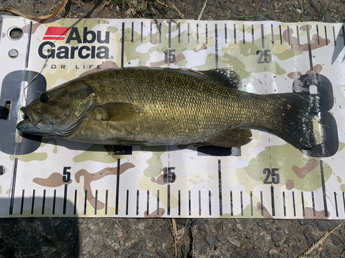 スモールマウスバスの釣果