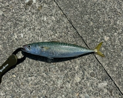 サバの釣果