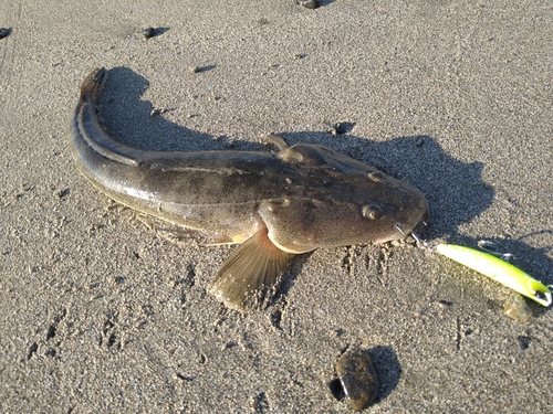 マゴチの釣果