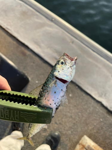 サバの釣果