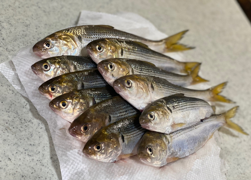 コノシロの釣果