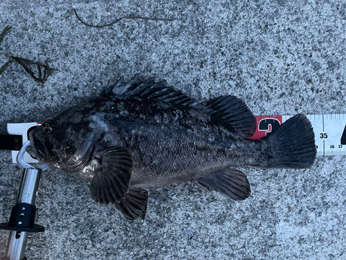 クロソイの釣果